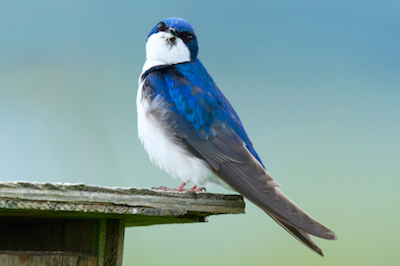 Tree Swallow Pose